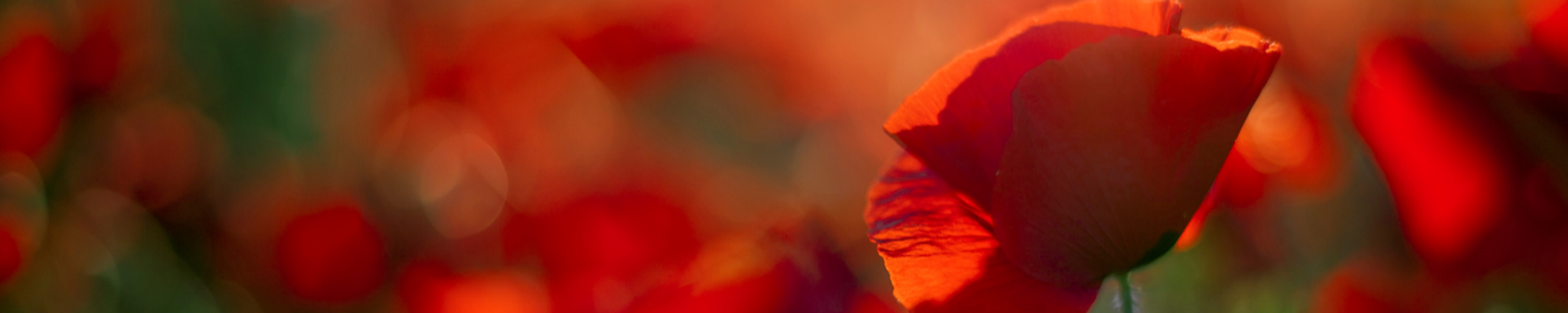 Cover photo for Toy Kee Chin's Obituary