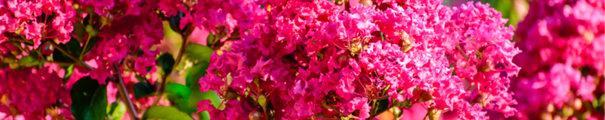 Cover for Jamie Lynn Hammon's Obituary