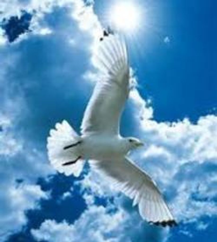 Steven Arnold Kovler