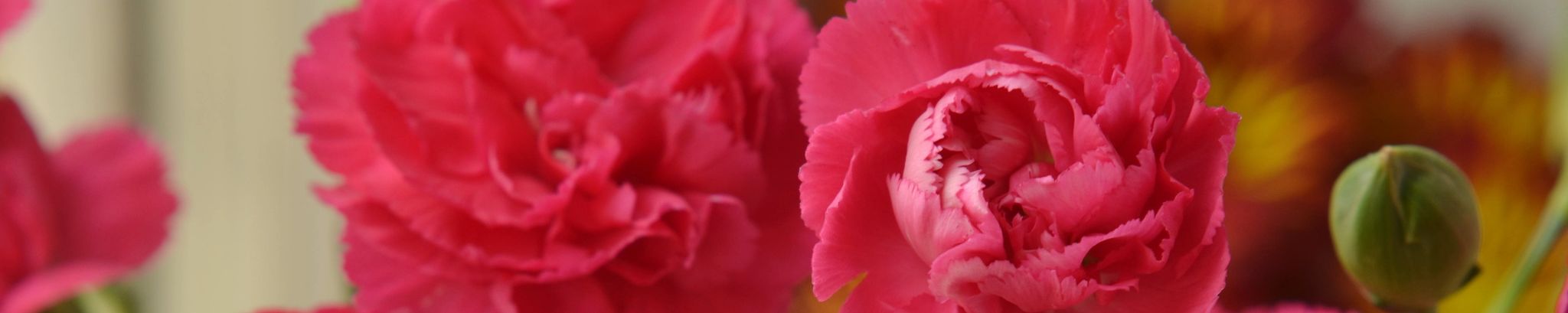 Cover for Goldie M. Szuch's Obituary