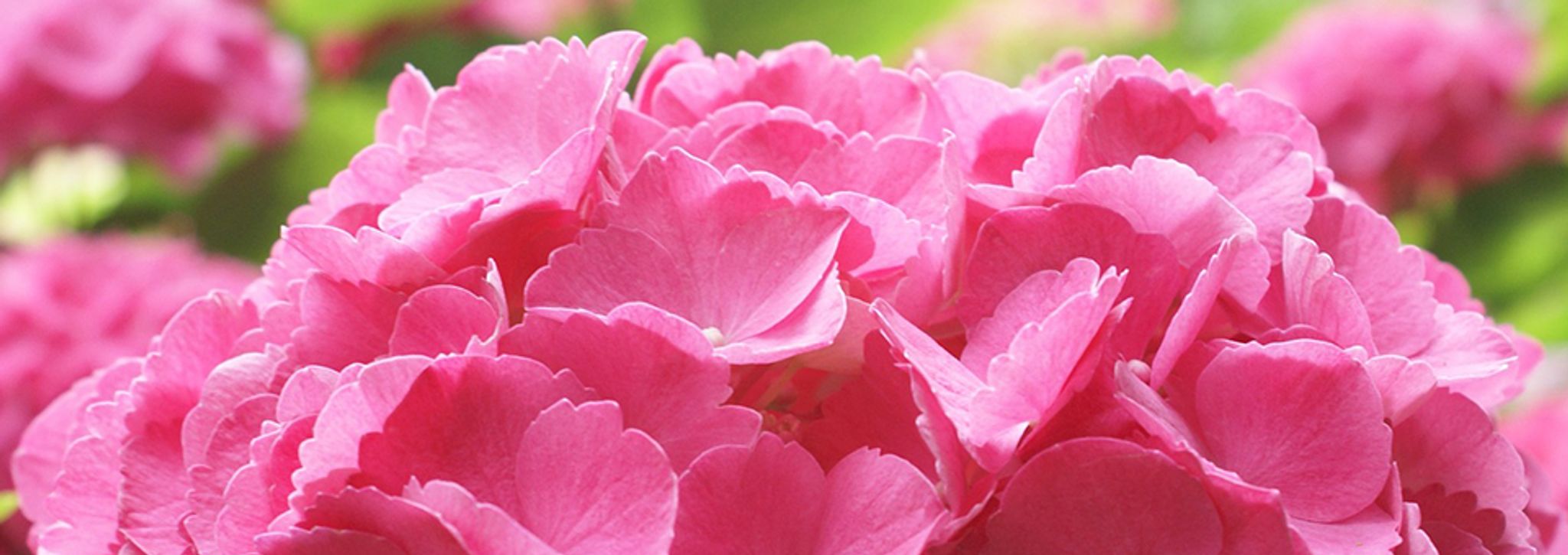Cover photo for Alexandra Josephine Chadwick's Obituary