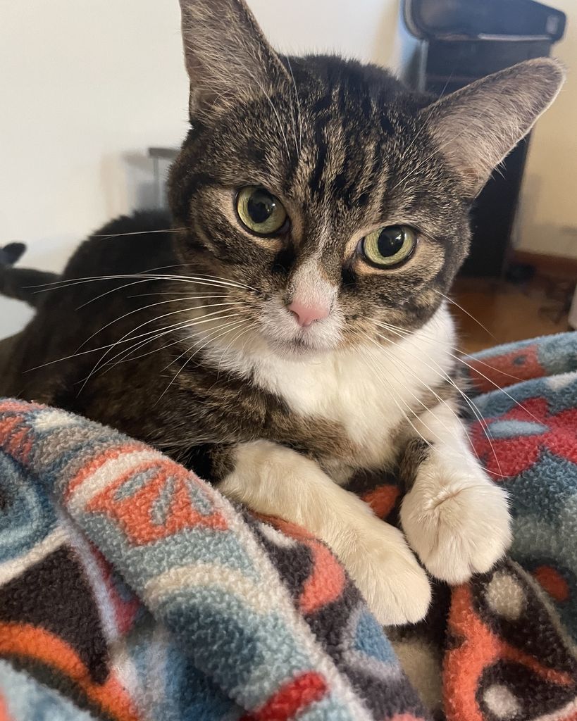 Meow Meow Profile Photo