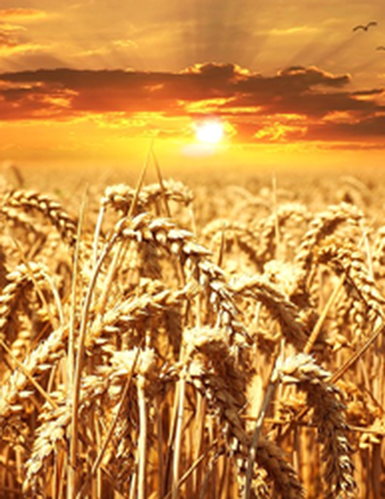 Warren Harold Grimshaw