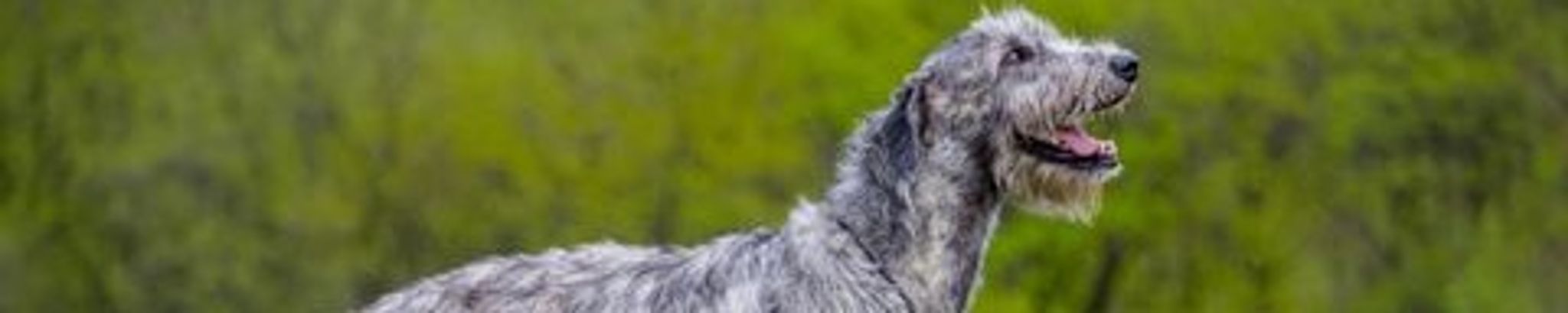 Cover for Helga (Rothweiler) Lavigne's Obituary