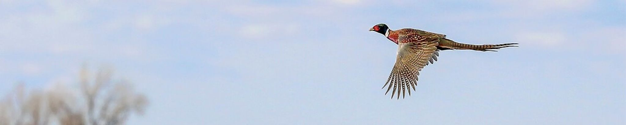 Cover for James Monson's Obituary