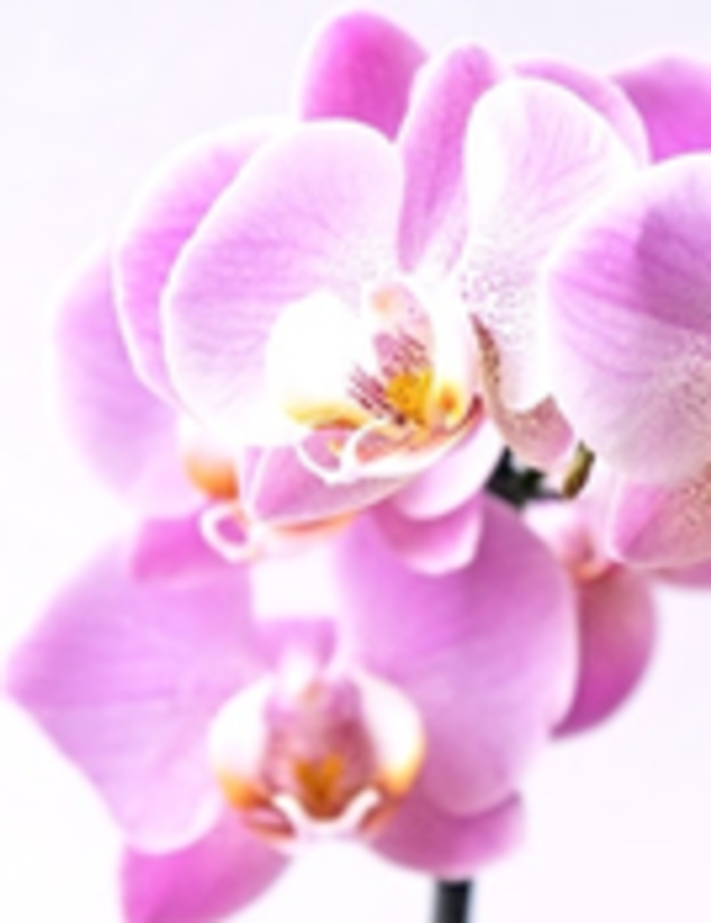 Frances (Patterson) Blackburn