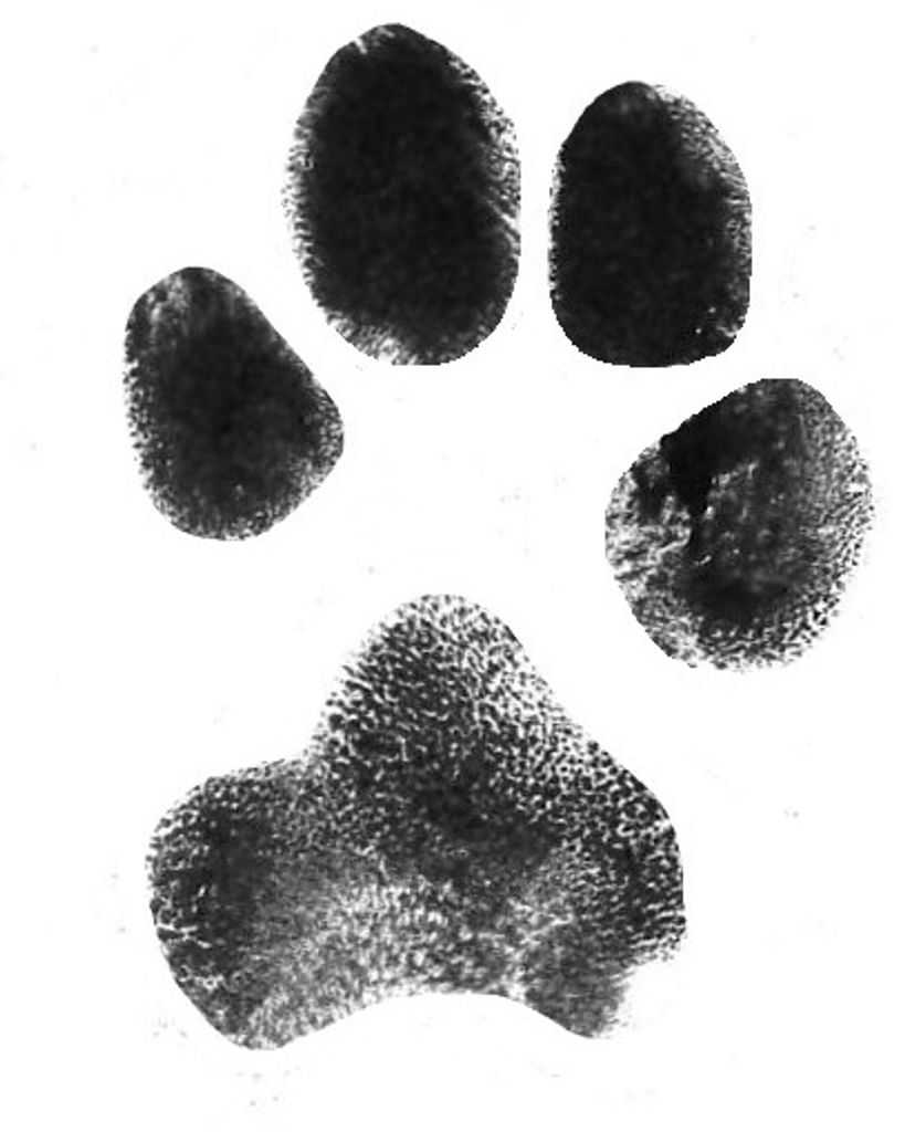 Finnegan Shepler Profile Photo