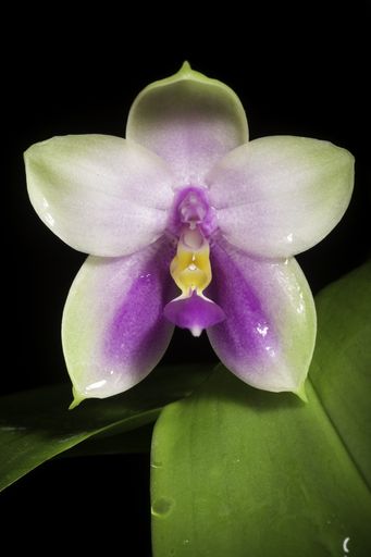 Constance Faye Brown's obituary image