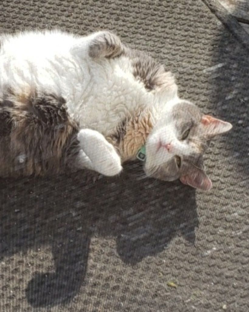 Maisy Ann Profile Photo