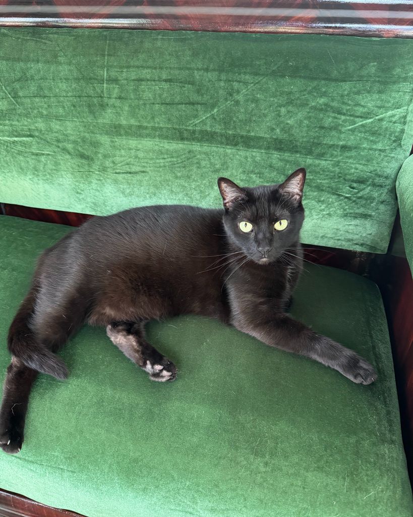 Severus Profile Photo