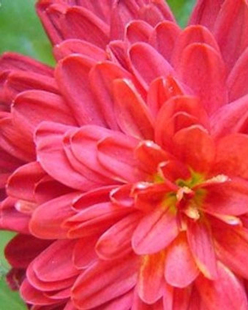 Ella Orinda Crawford-Daughtry