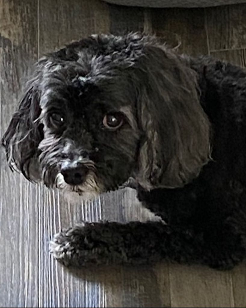 Princess Hamilton Profile Photo