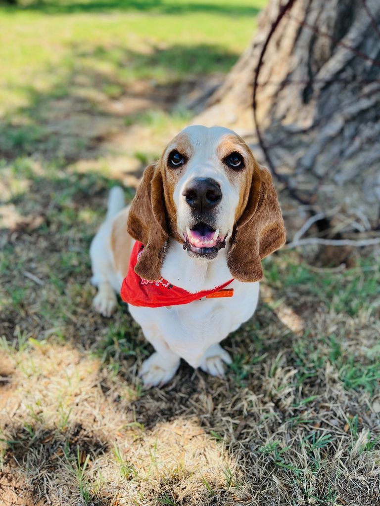 Bubba Profile Photo