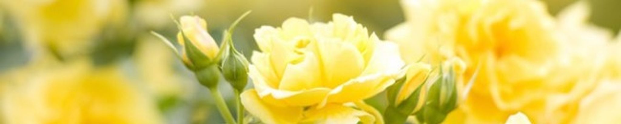 Cover photo for Annette Pleszkoch's Obituary