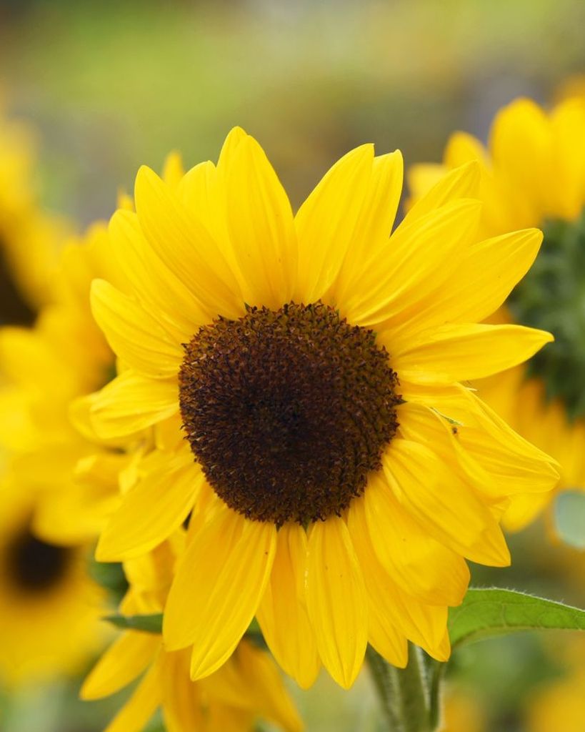 Helen M. (Kubasek) Boynton