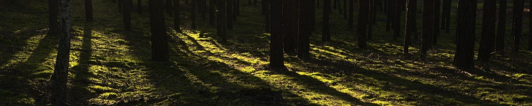 Cover for Tommy Tate's Obituary