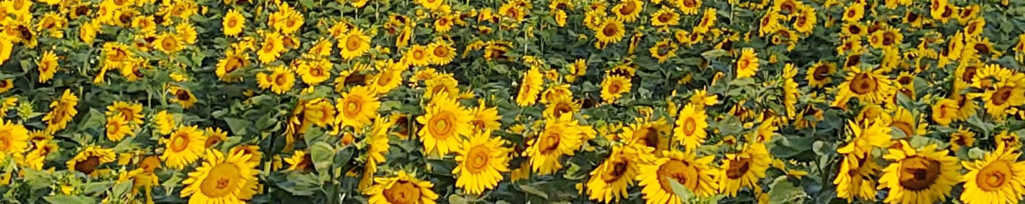 Cover for Nancy J. Thorn's Obituary