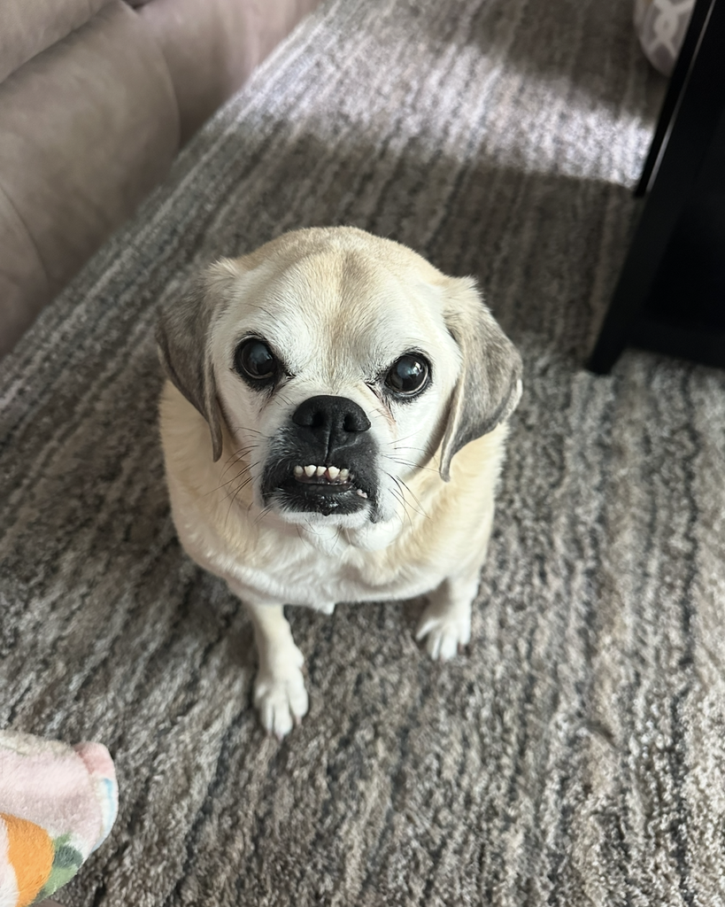 Chewy Setser