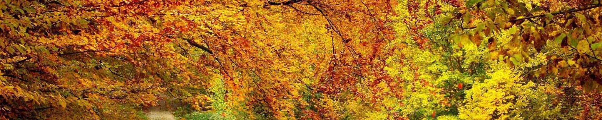 Cover photo for Junell Stanfield's Obituary