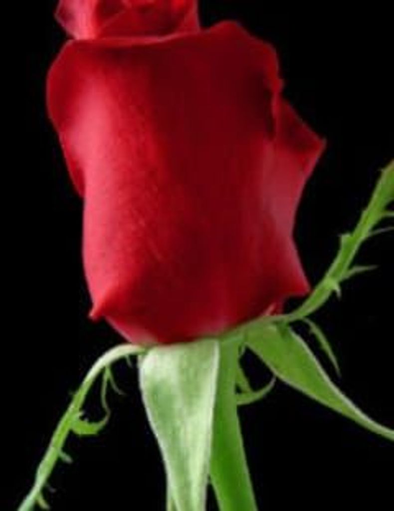 Mamie Holt Holloway Profile Photo