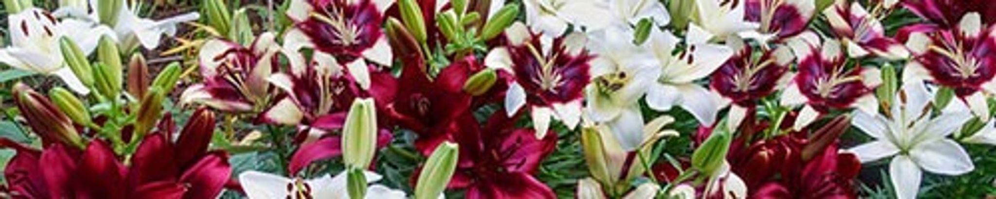 Cover photo for Dorothy Vance Waters's Obituary