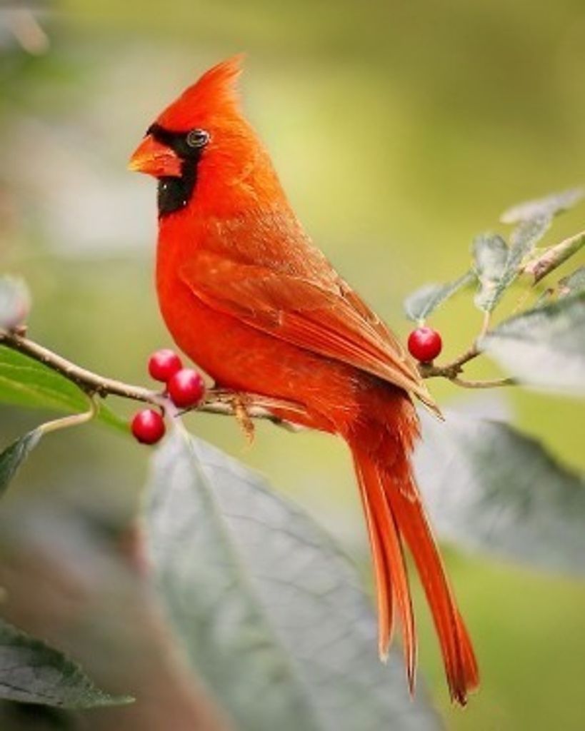 Frederick John Tessin Profile Photo