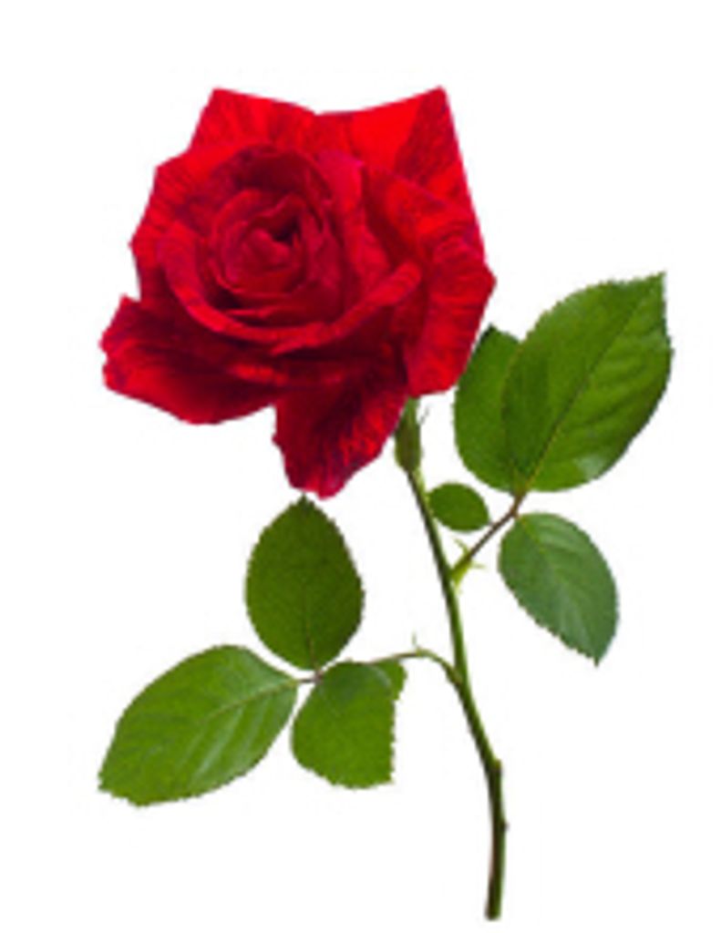 Carol  Joyce Bartholomew