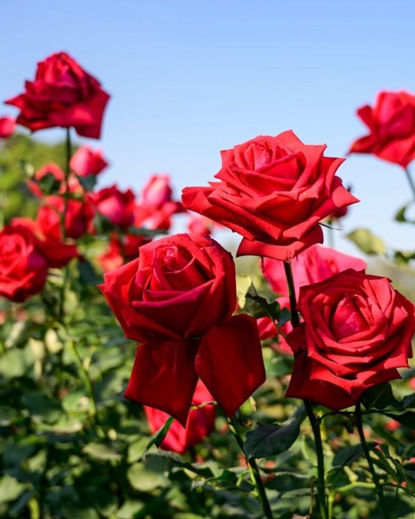 Maria Sabina Gonzalez Mendez Profile Photo