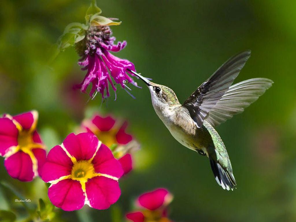 Linda Sue Eye Profile Photo