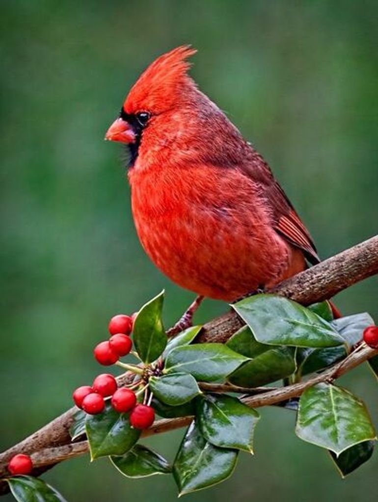 Priscilla A Marsh Profile Photo