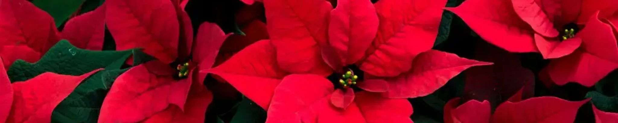 Cover photo for Theresa Lujan's Obituary