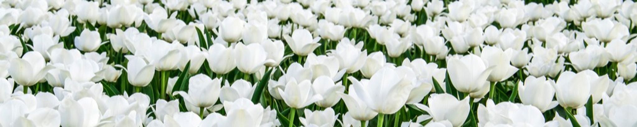 Cover photo for Jayne Giordano's Obituary