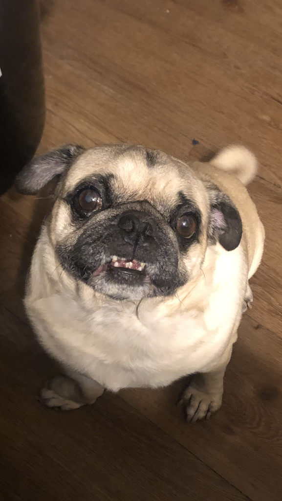Puggy Smalls Profile Photo
