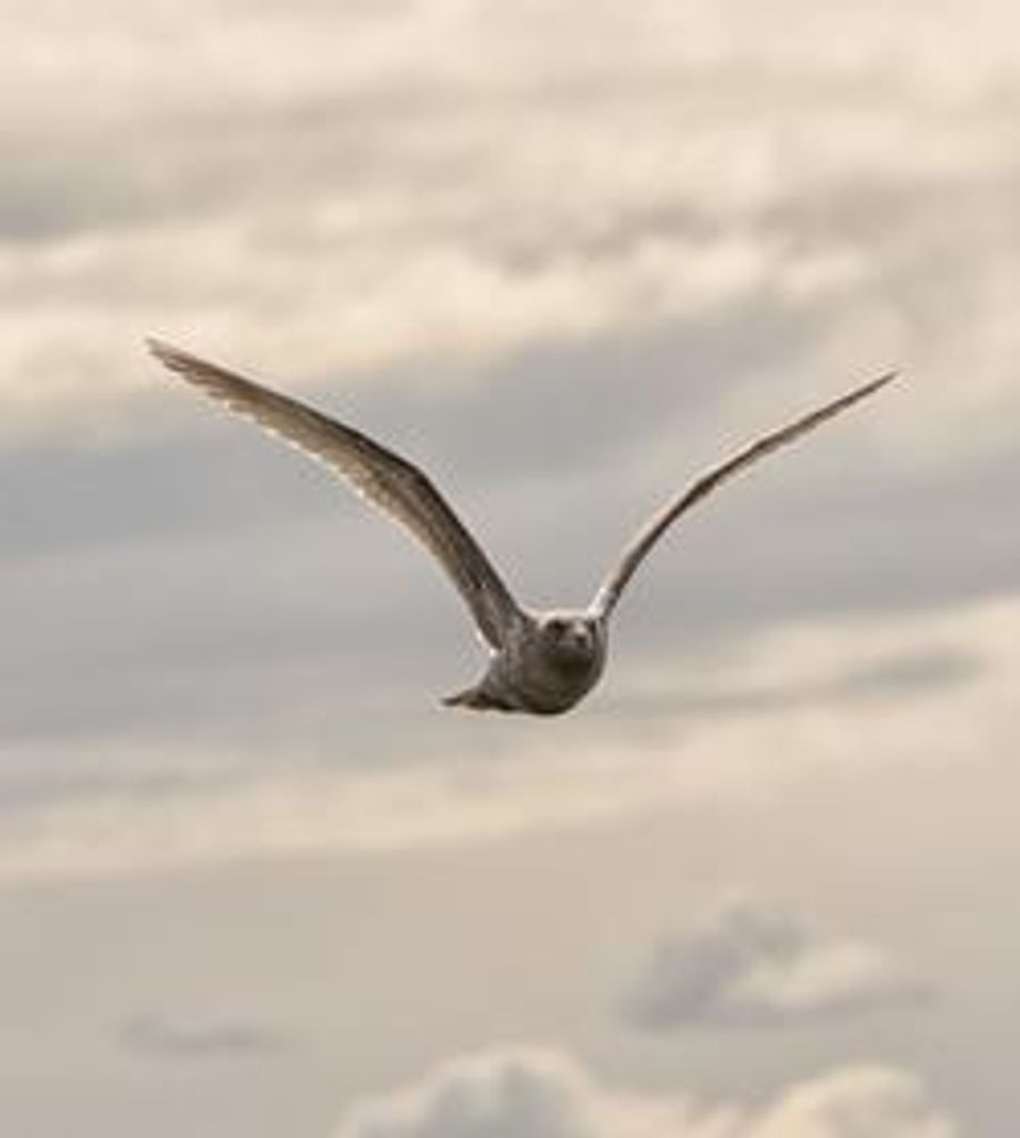 Janette Griffin Therrell Ard