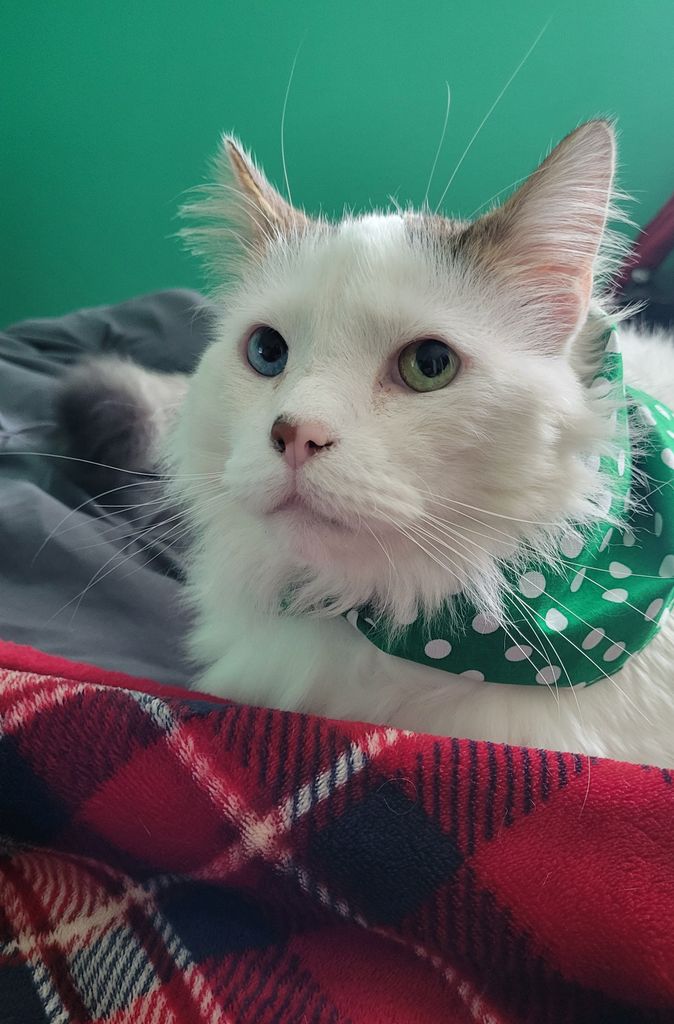 Coalie Profile Photo
