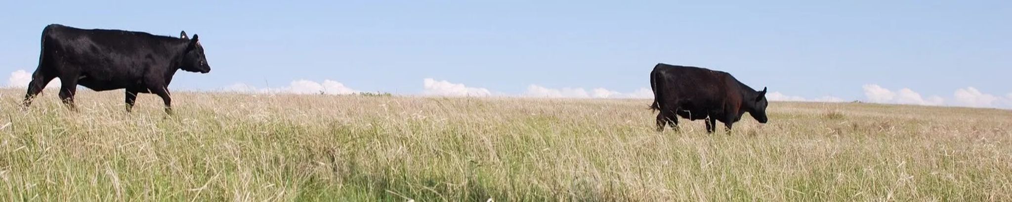 Cover photo for Kester Martin's Obituary