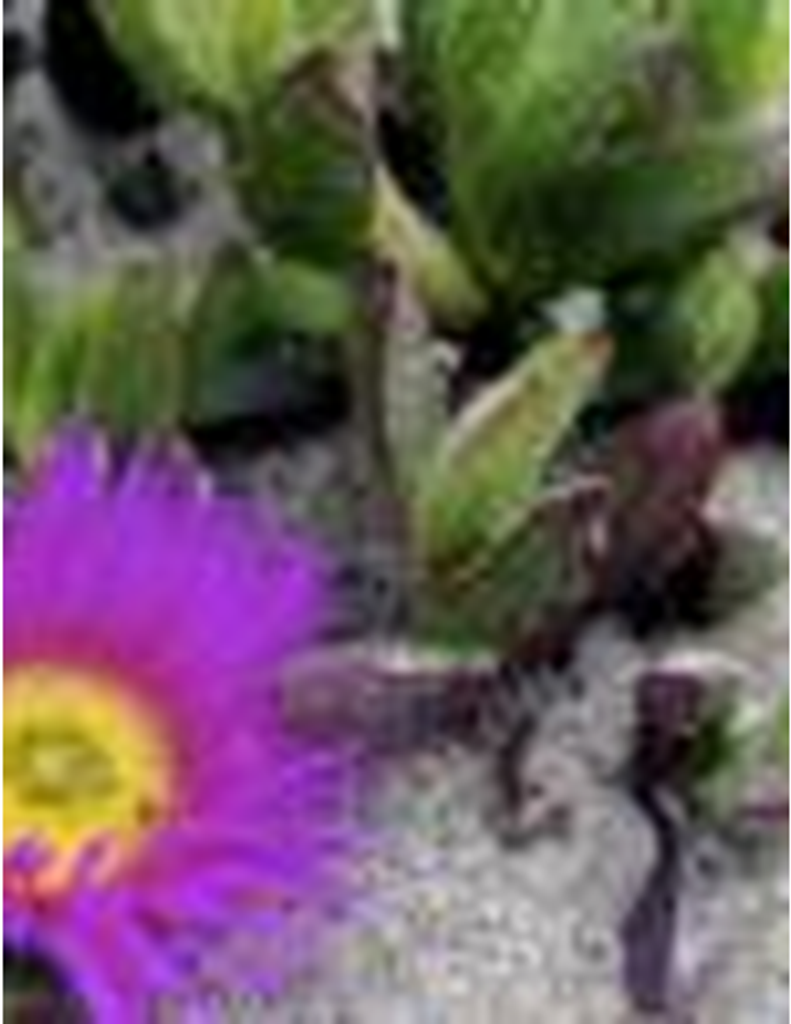 Teresa Denise Myers Bagwell