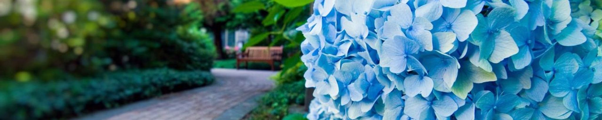 Cover for Leslie Witt's Obituary