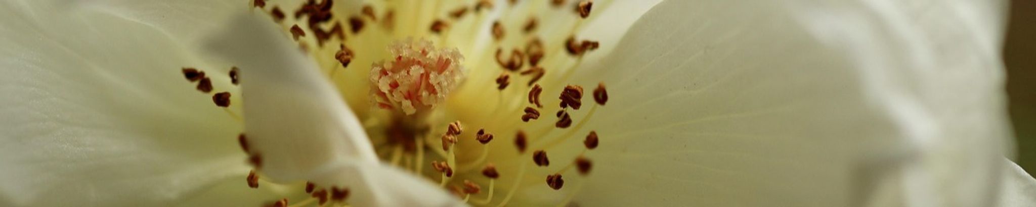 Cover photo for Gladys Harper's Obituary
