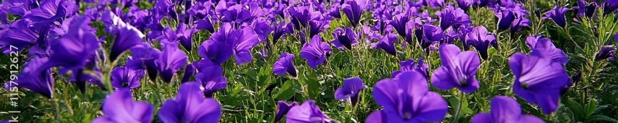 Cover photo for Cathy Johnson's Obituary