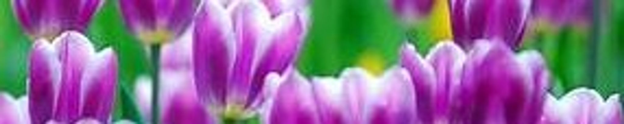 Cover photo for Savannah "Brat" Ro'Je Gilmer's Obituary