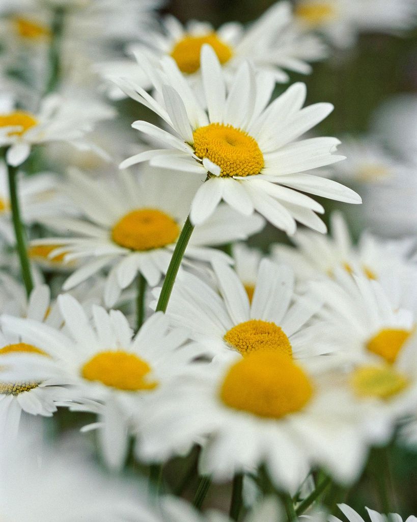 Josephine "Josie" Elizabeth Hayman Stephenson