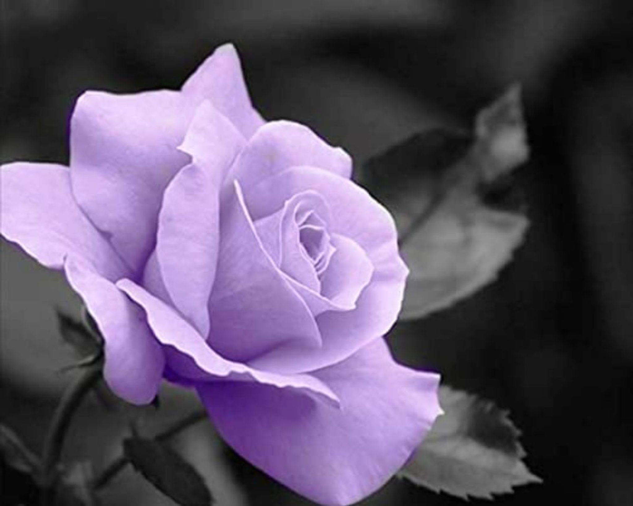 Cover photo for Lillie Durant's Obituary