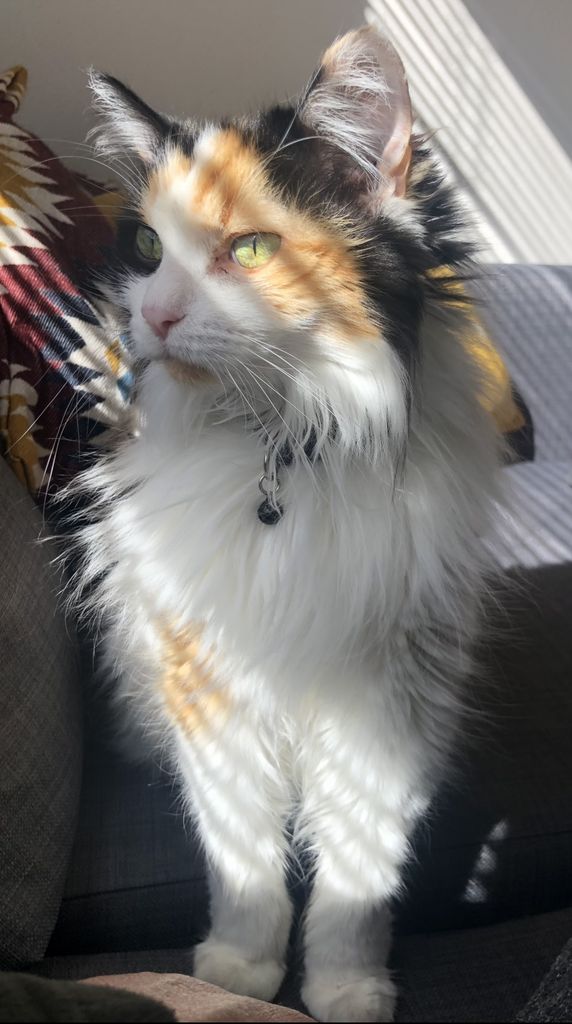 Buffy Profile Photo