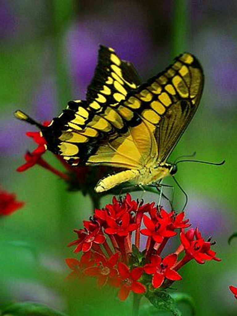 Mylea Lyn Wade Profile Photo