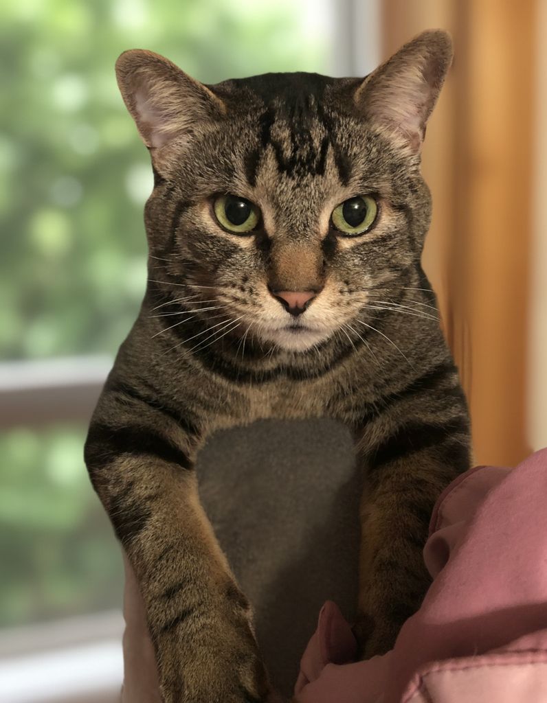 Nitro Howe Profile Photo