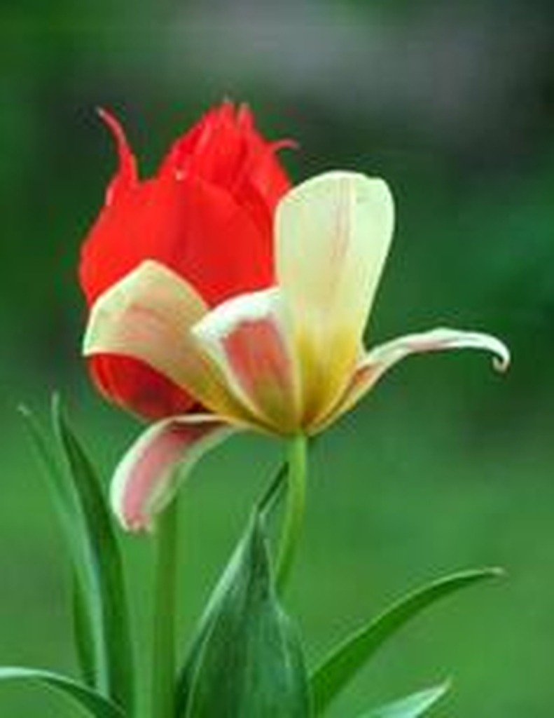 Katherine Louise Bright