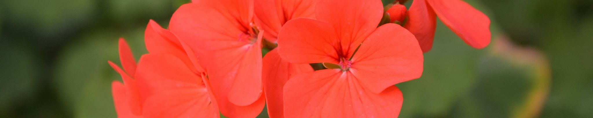 Cover for Cleone Honken's Obituary