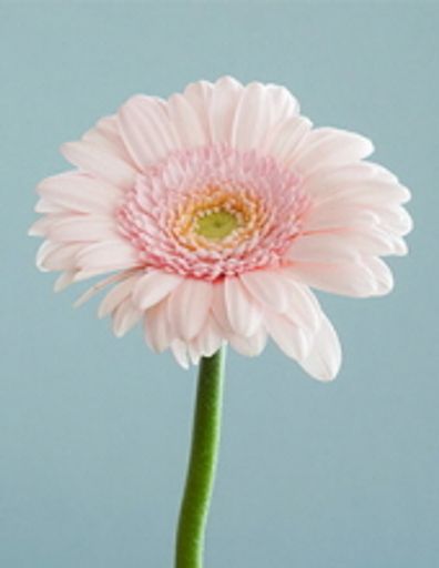 Luetta L. Otwell Profile Photo