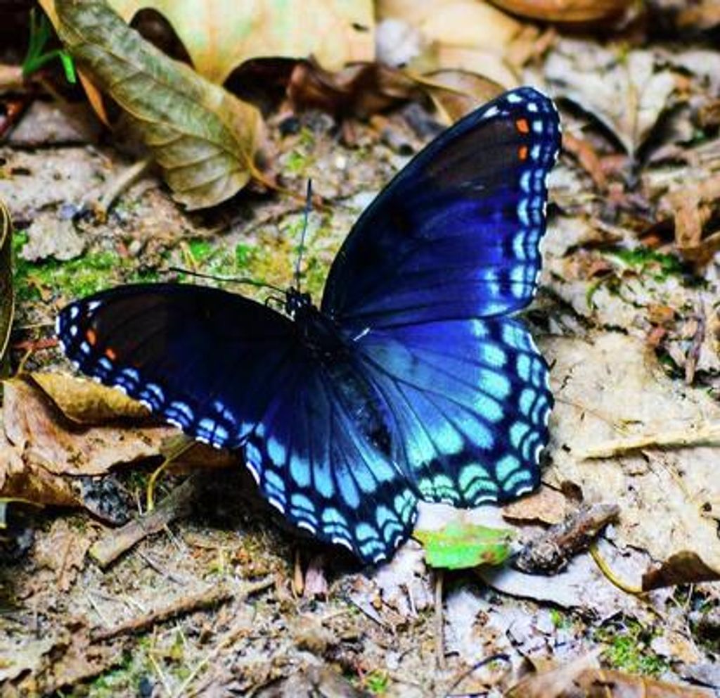 Kitten Miller Profile Photo